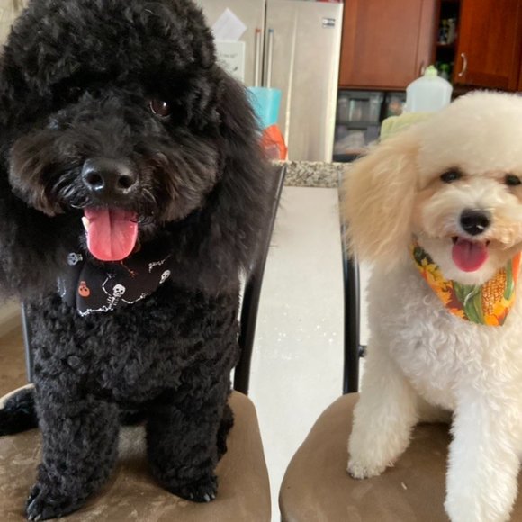 Meet your Posher, Kristi - Picture 7 of 7